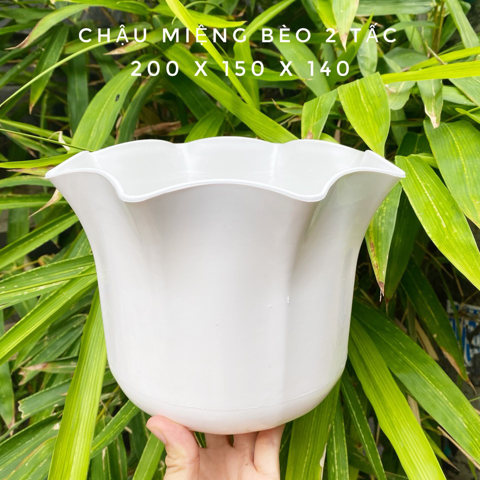 [HCM]Bộ 2 chậu hoa miệng bèo màu trắng 20x15cm