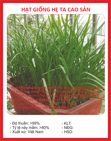 Hạt giống rau hẹ ta cao sản - Gói 2gram