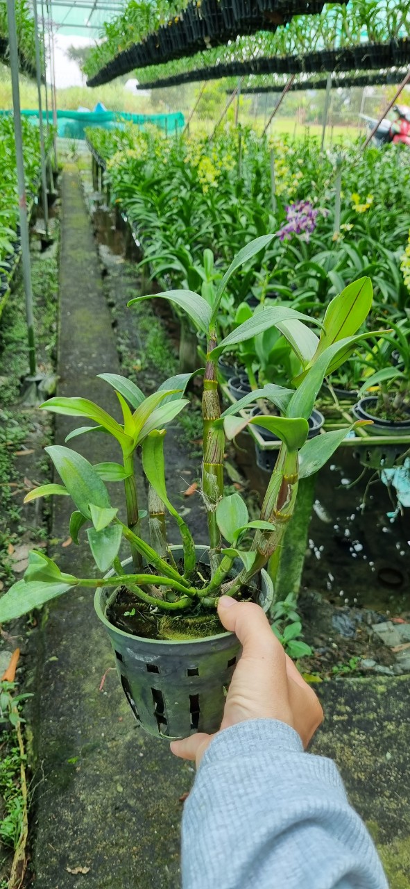 HOA LAN DAZANG HỒNG XƯA