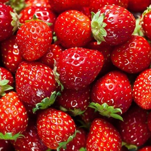 COMBO 03 cây DÂU TÂY giống hana nhật