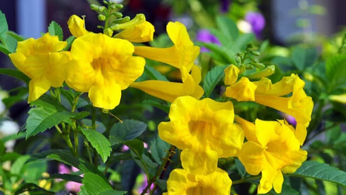 Chuông Vàng Hoàng Yến - Cây Cảnh