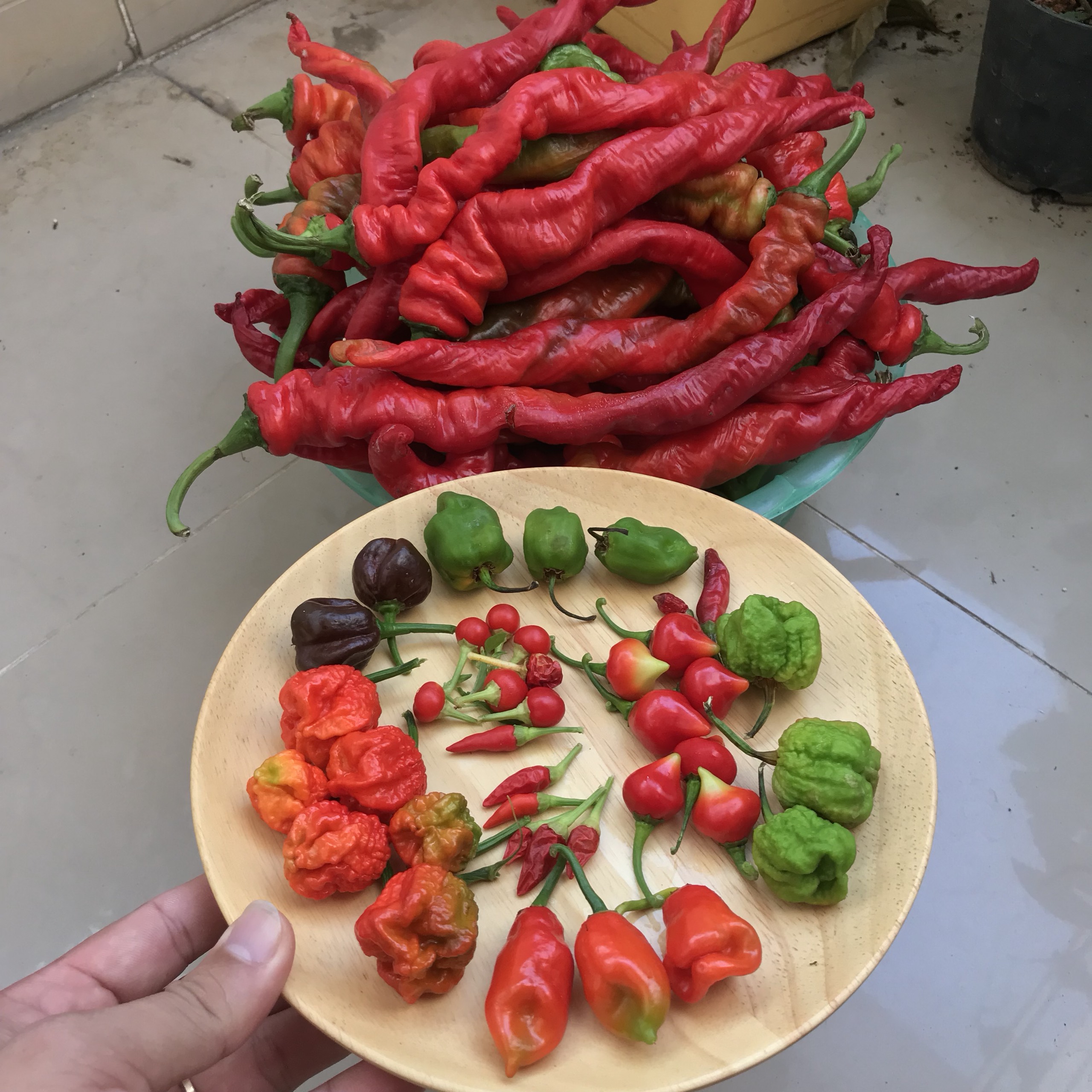 Hạt giống ớt Nhật - Ristra Cayenne Hybrid (10 hạt)