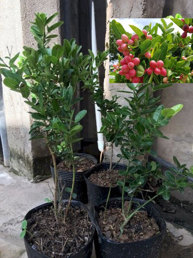 Cây giống SIRO quả đỏ hồng vừa làm siro. vừa làm cảnh