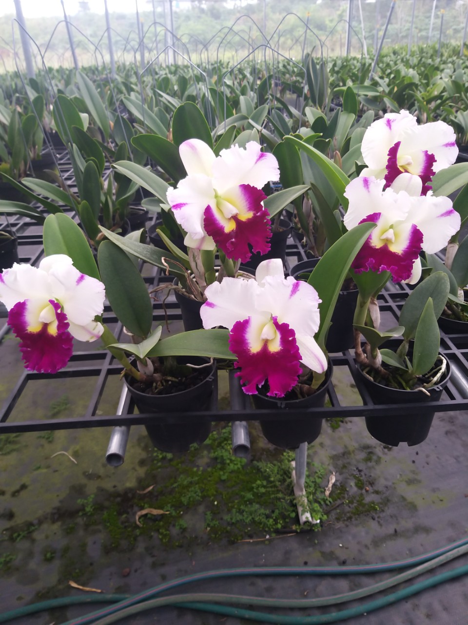 CATTLEYA chậu trưởng thành chưa nụ