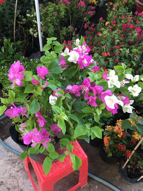Hoa giấy đổi màu siêu hoa Cây giống