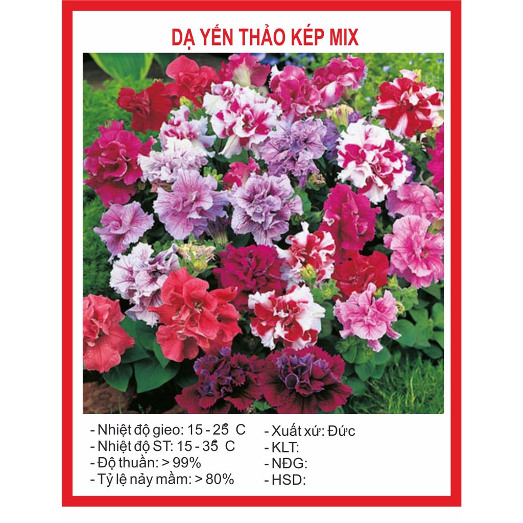 Hạt giống Hoa Dạ Yến Thảo Kép F1 - 400 Hạt