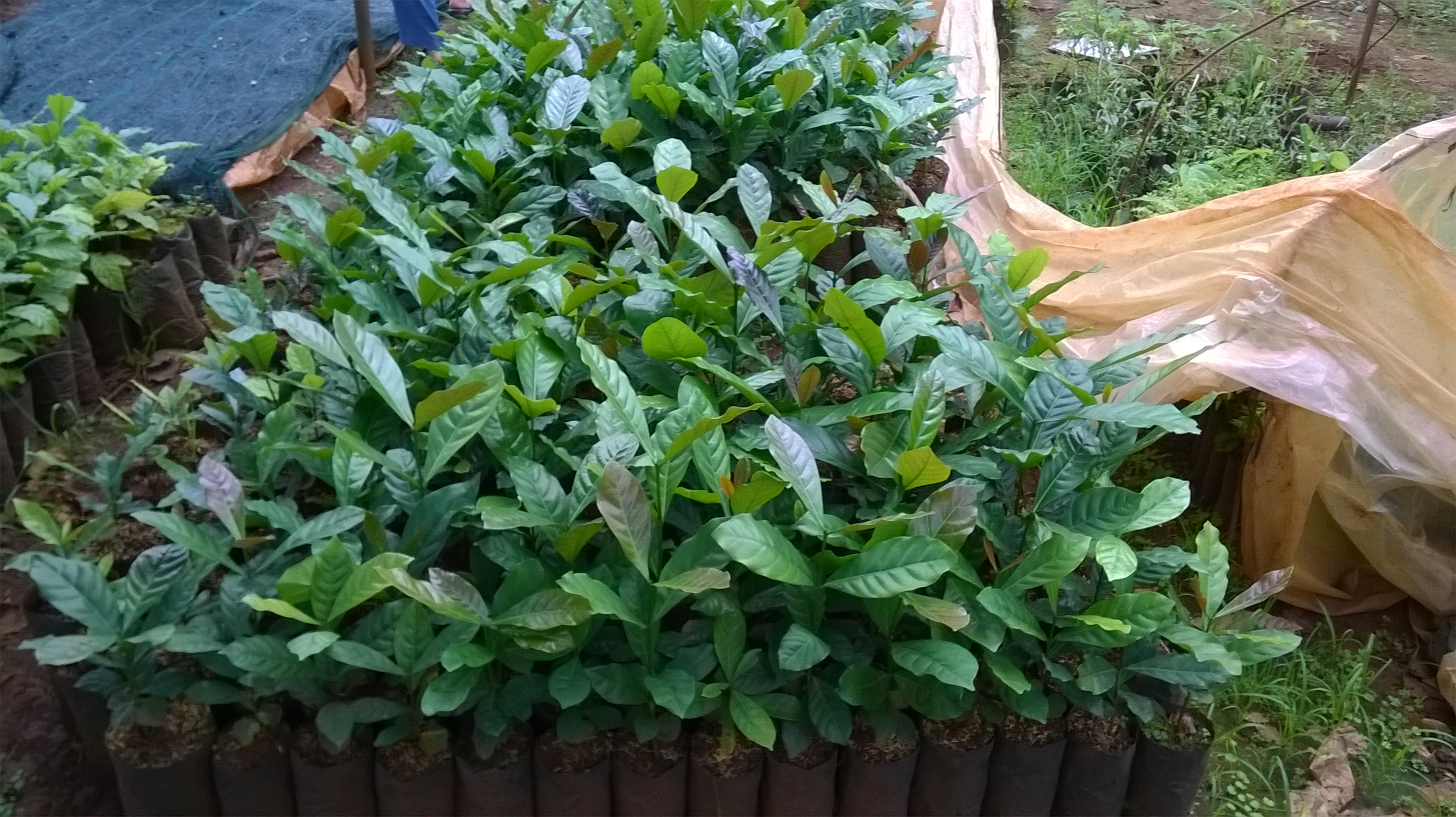 CÂY GIỐNG CÀ PHÊ TR9 ( CÂY GHÉP CHO TRÁI SỚM,siêu trái ).