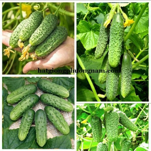 50 Hạt Giống Dưa Chuột Siêu Trái