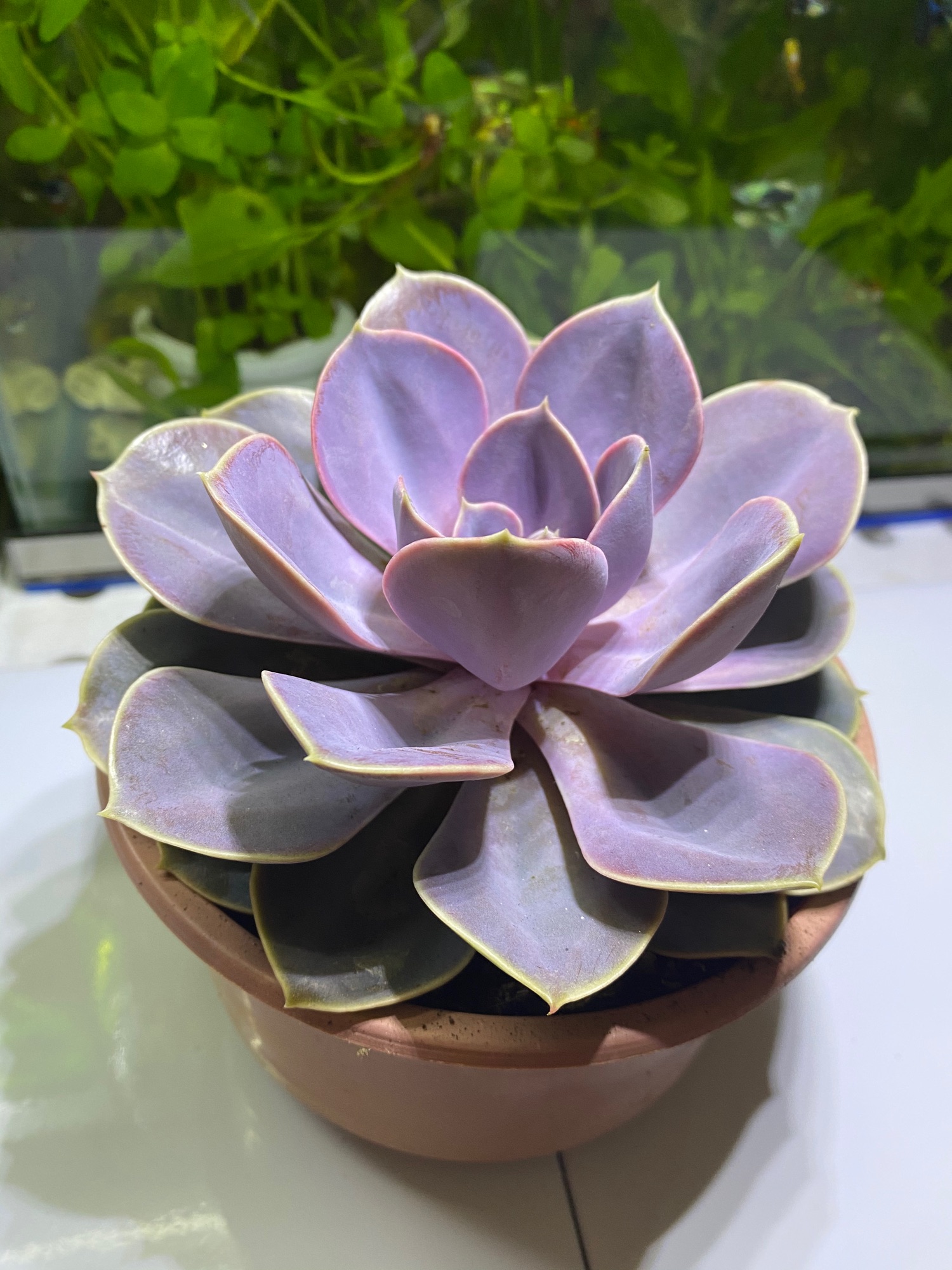 SEN ĐÁ HỒNG DÂU SIZE LỚN