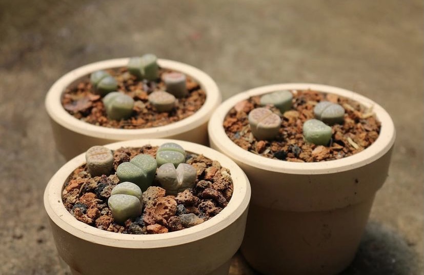 COMBO SEN MÔNG (SEN LITHOP) - ĐÀ LẠT GỒM CHẬU ĐẤT NUNG NHƯ HÌNH