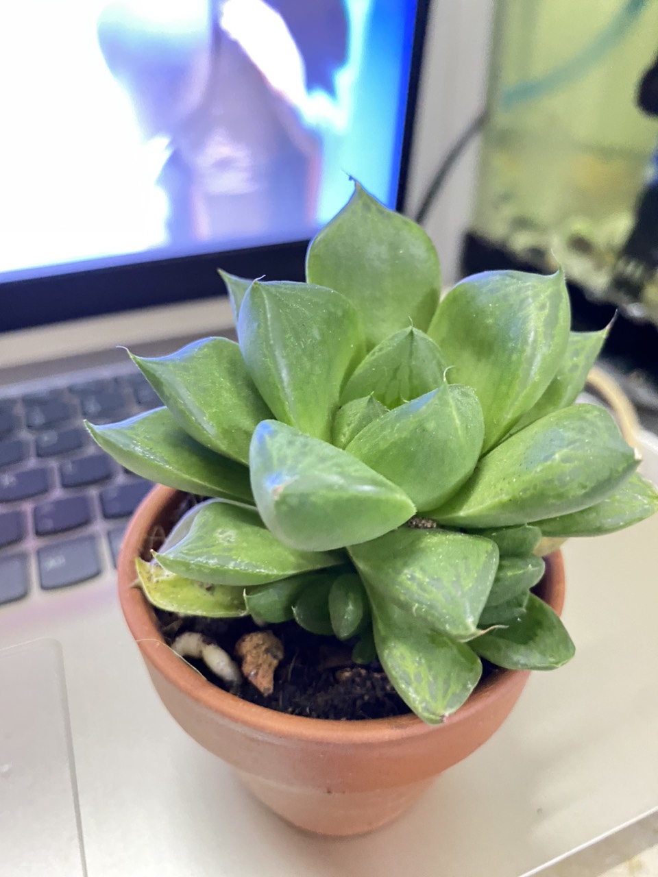 SEN ĐÁ Ngọc Guốc ( 12CM) kèm chậu MR MOON