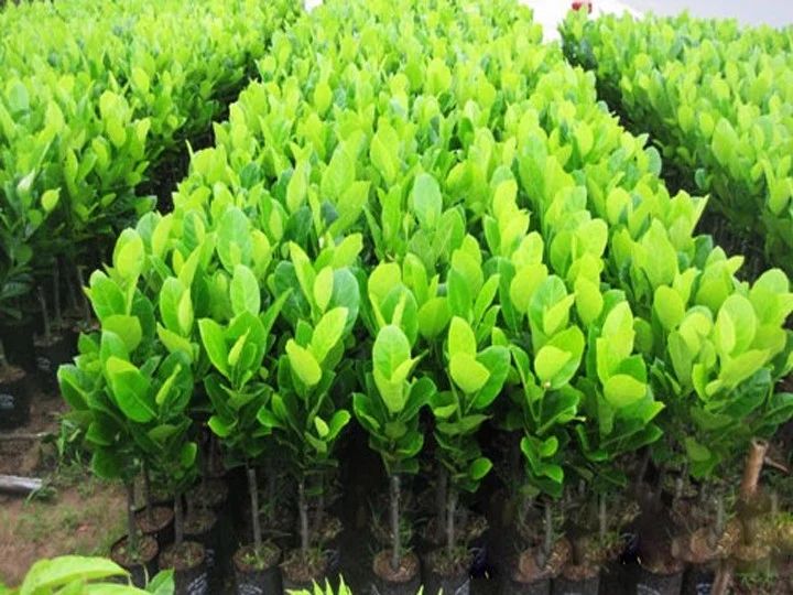 Cây giống mít tố nữ cao sản (ra trái sớm siêu trái)