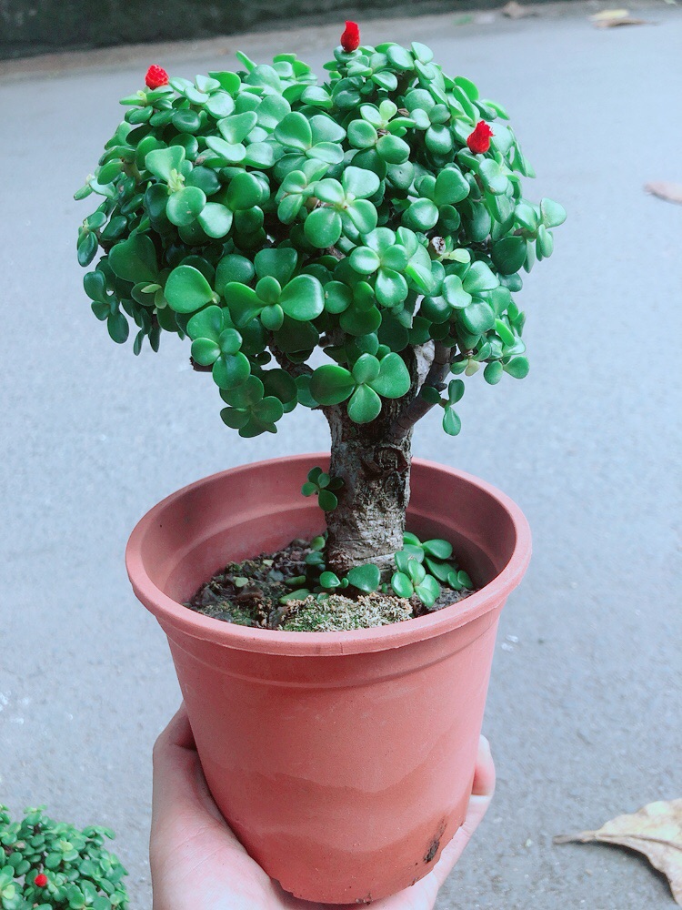 Cây Cành Vàng Lá Ngọc Thân Cổ Thụ