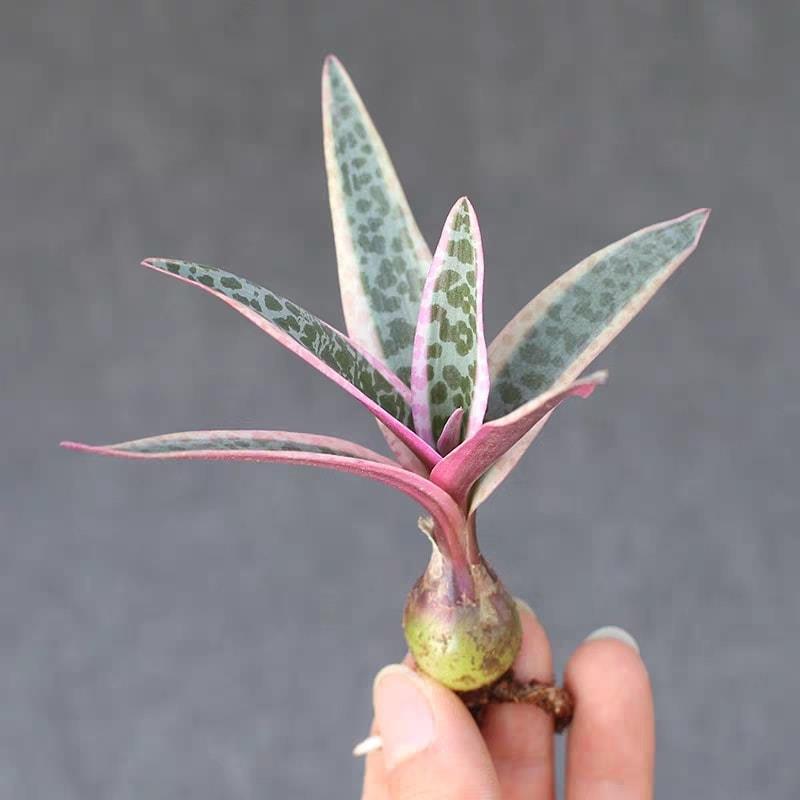Củ giống hoa sen đá hồ lô - 1 củ