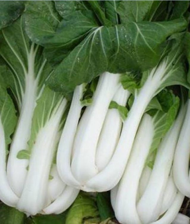 Hạt giống cải thìa bẹ trắng - 1 gói 20gram
