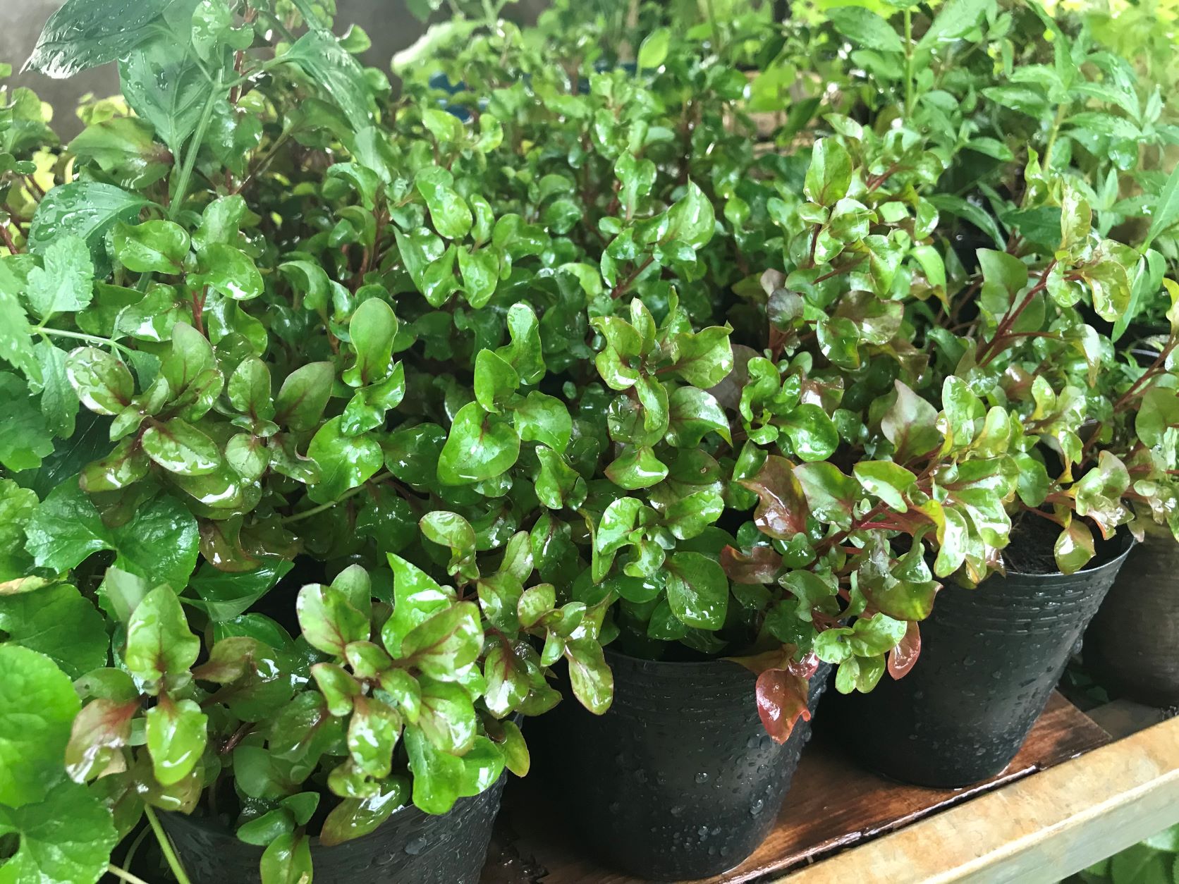 Chậu cây cải xoong Nhật ( dền Nhật)