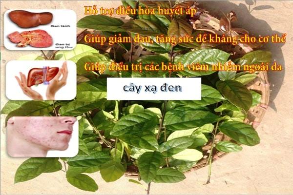 01 Kg cây Xạ Đen sấy khô