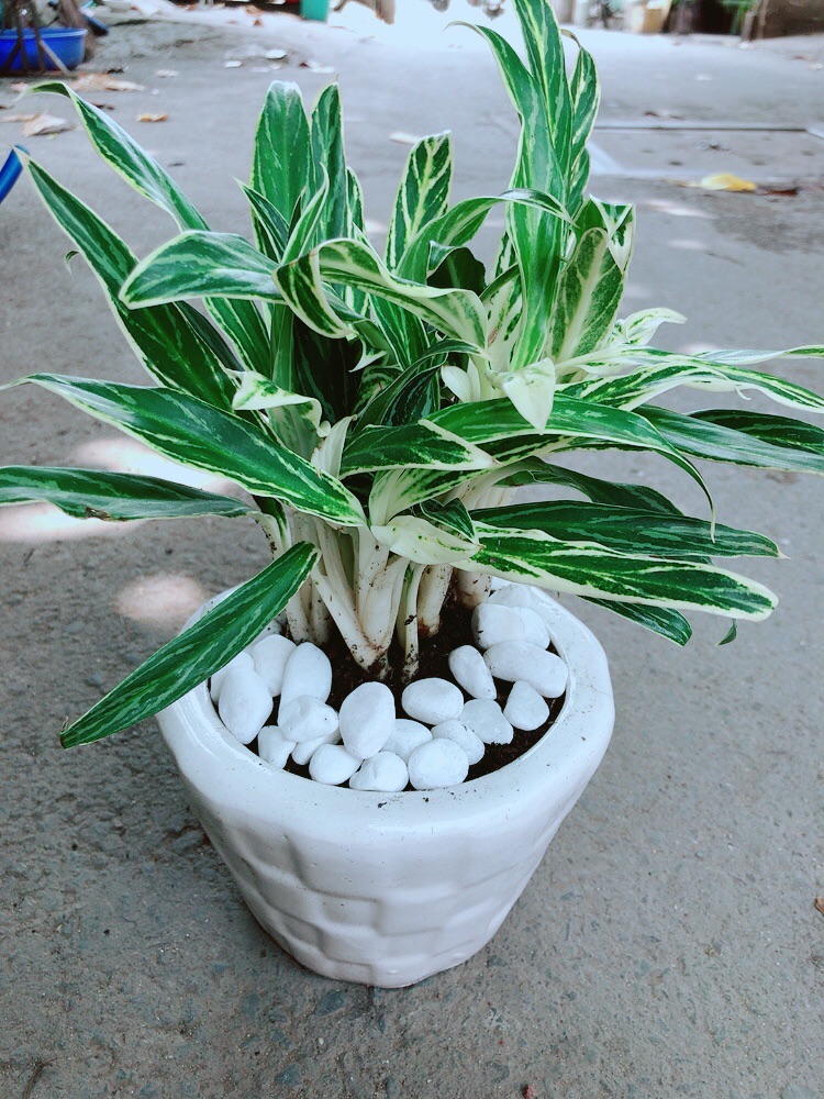 Chậu Cây Giữ Tiền