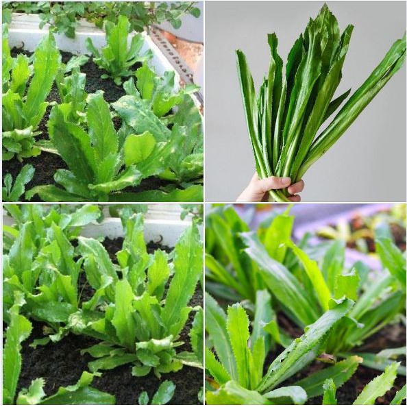 100H - #Hạt_Giống_Mùi_Tàu ( tặng kèm kích mầm và phân bón )