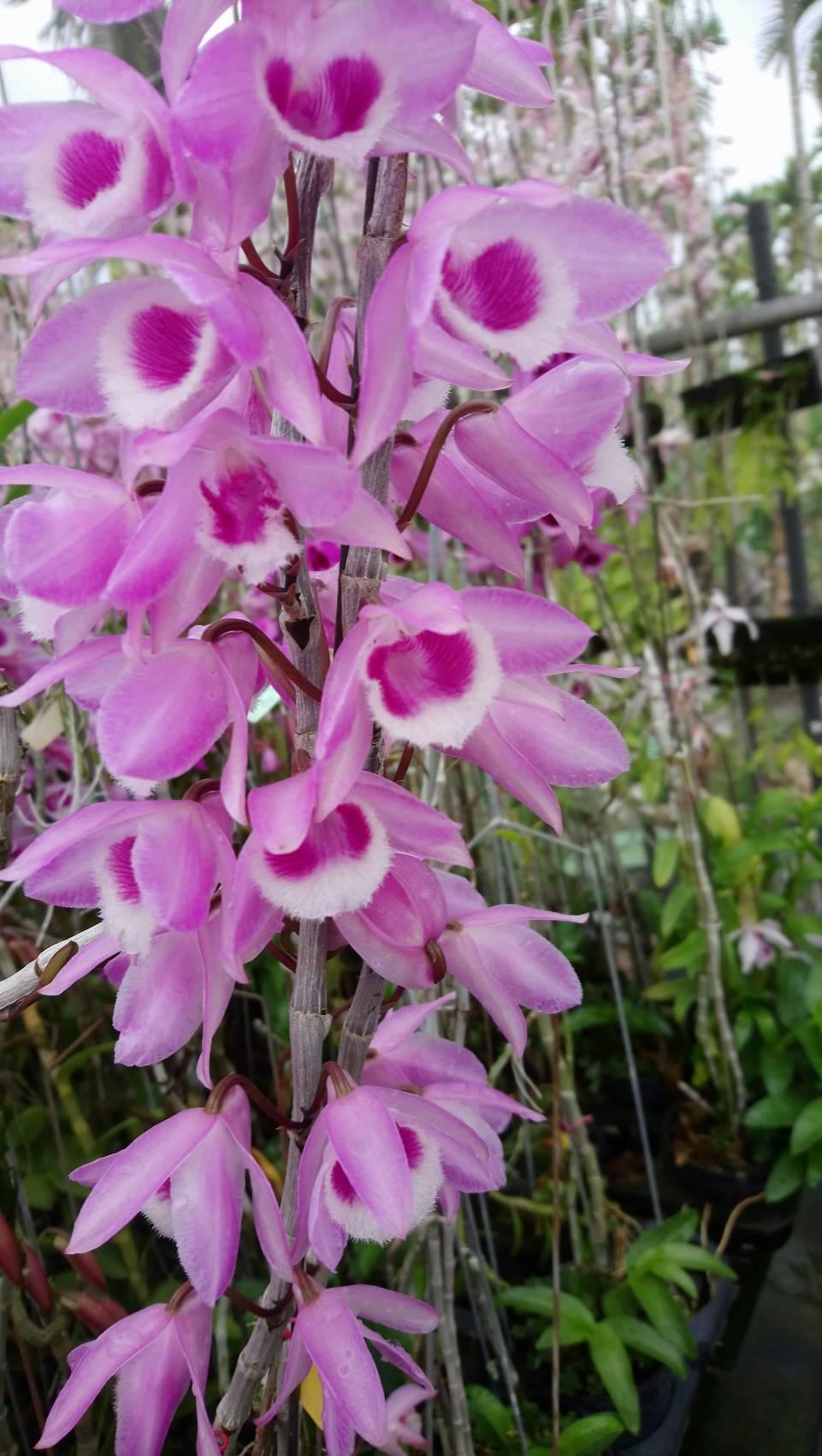 Slow-dissolving fertilizer for orchids HELPING Flowering Flowermate 220 4-month resolution (Jar 150g)