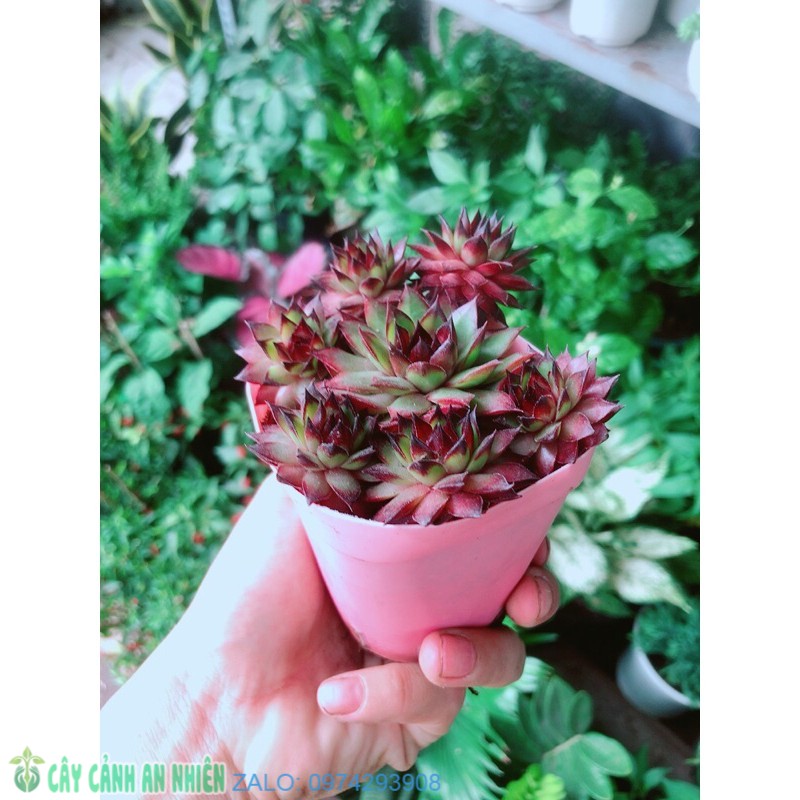 Sen đá phật bà đỏ