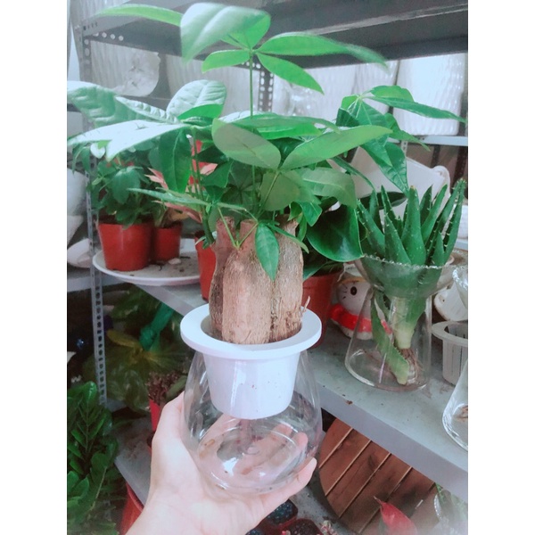 Chậu Kim Ngân 3 Thân Thuỷ Sinh