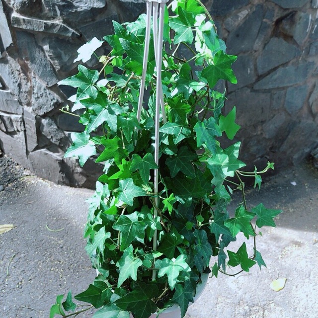 [HCM]Chậu Cây Thường Xuân