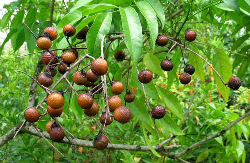 BỘT BỒ HÒN NGUYÊN CHẤT 500G
