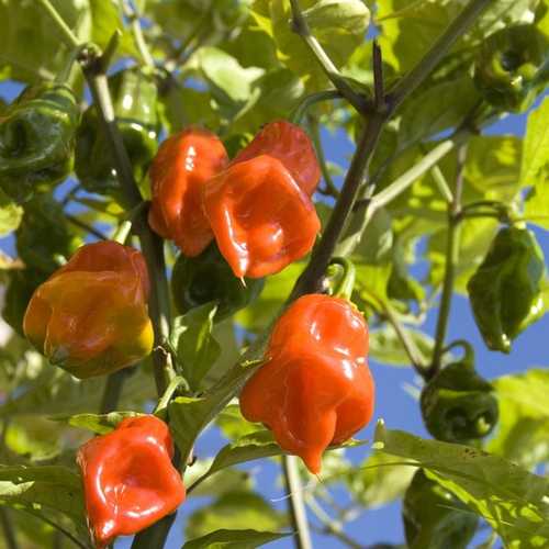 Cây ớt siêu cay Habanero Mexico