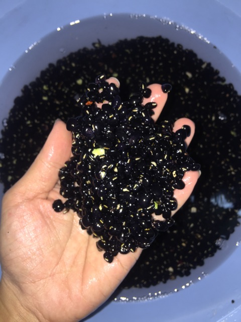 Đậu đen xanh lòng rang HANDMADE