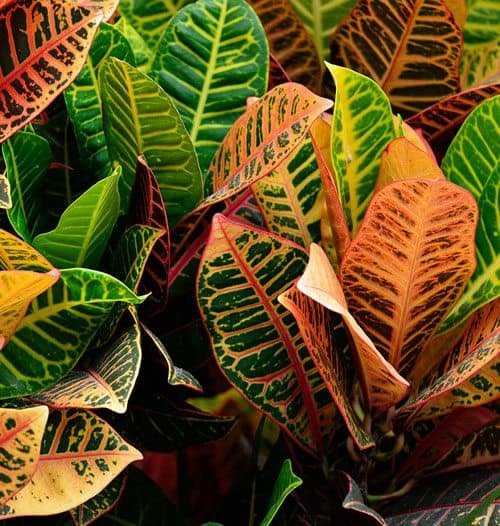 Cây Cô Tòng Lá Mít - Cây Cảnh