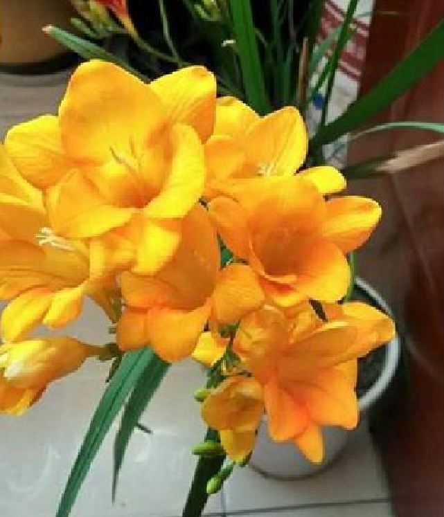 Củ giống hoa lan nam phi hoa màu vàng ( 1 củ kèm 1 viên nén ươm củ )