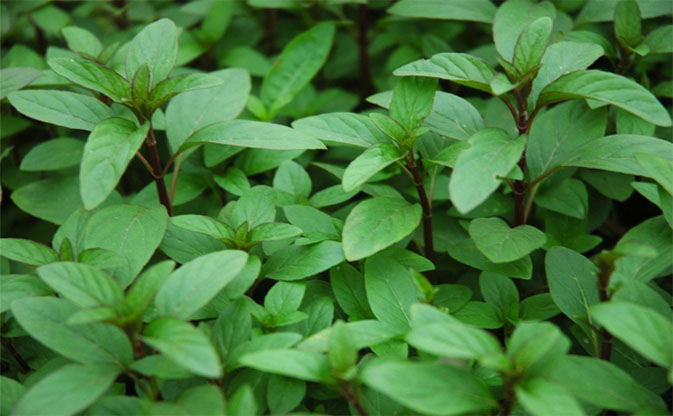 Giống Rau Quế thơm - HẠT GIỐNG RAU THƠM