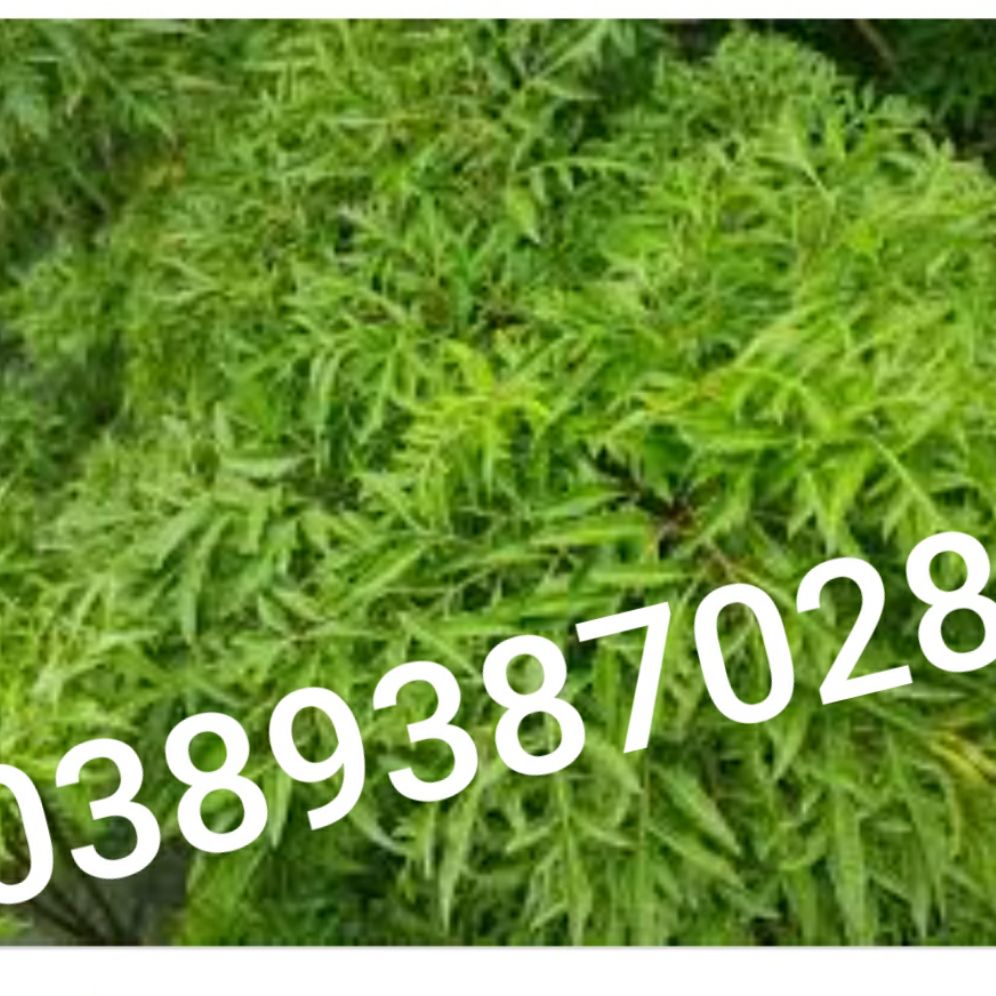 lá đinh lăng tươi, 1kg