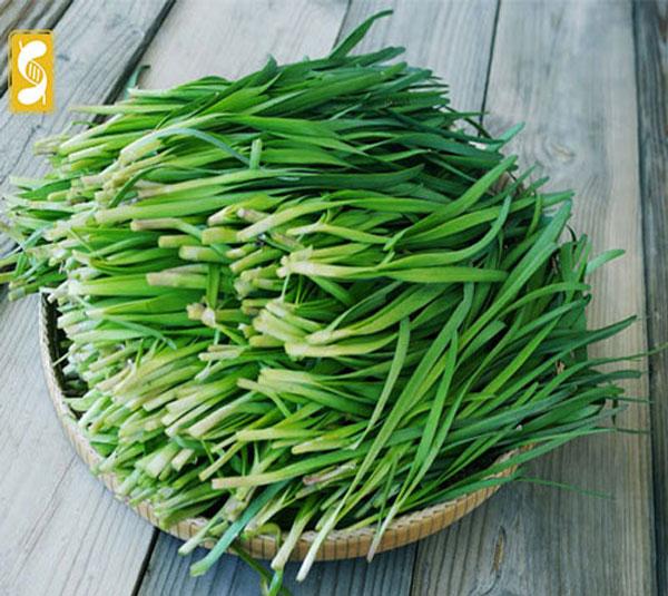 Bộ 5gói 1gr hạt giống hẹ xanh cao sản