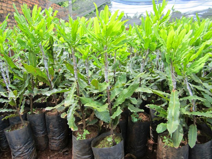 Cây giống mắc ca ghép. .