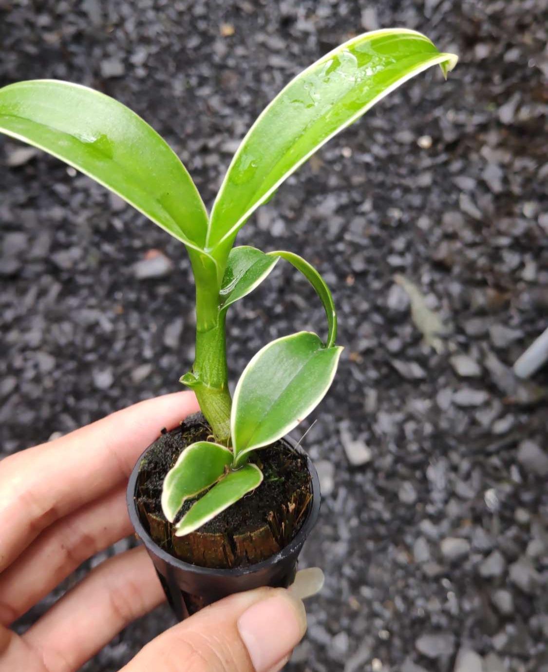 Dendro Orchid with Striped Leaves That Bring Good Fortune