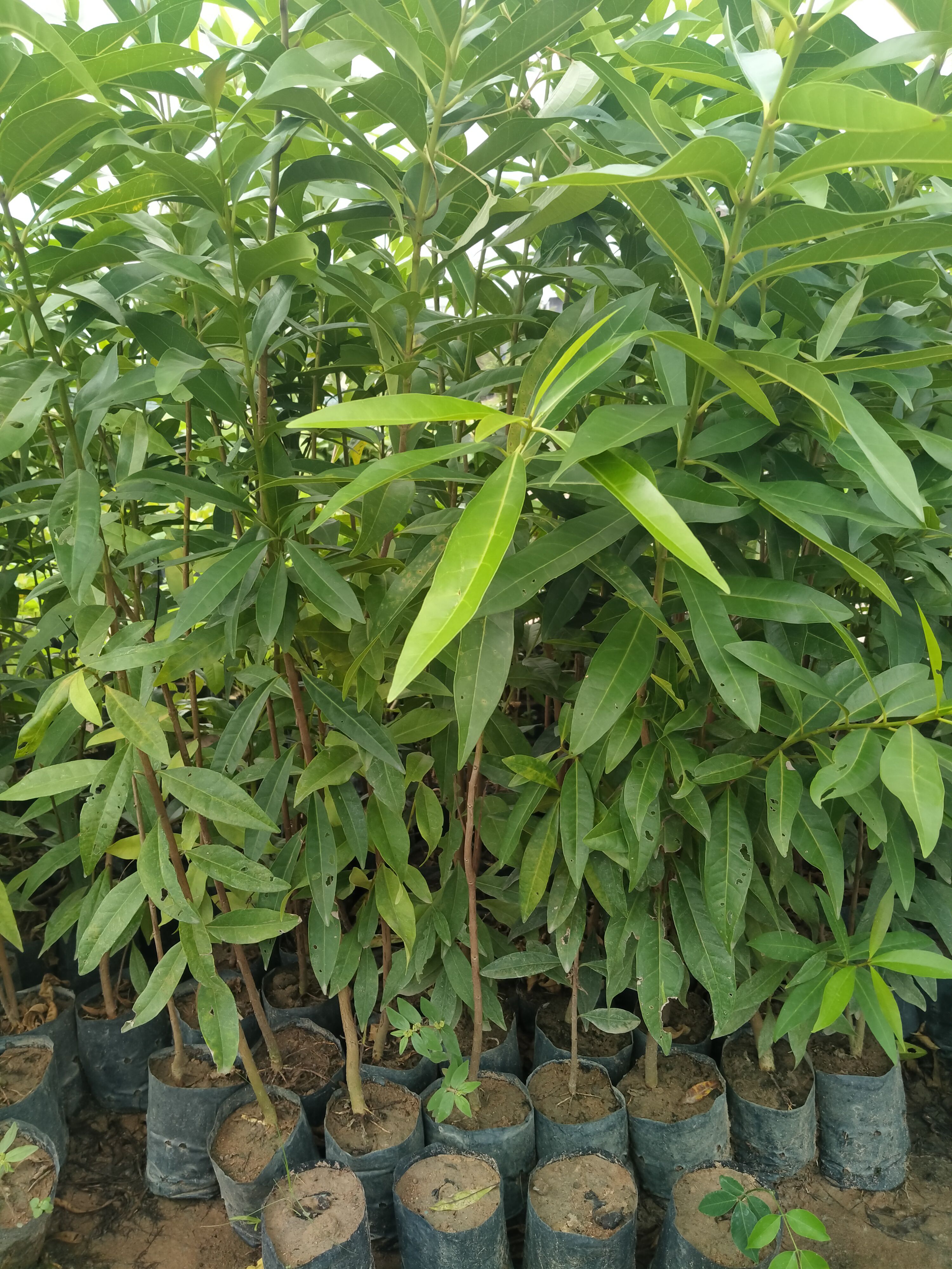 [ Xả - Cắt Lỗ] 2 Cây vối nếp cao 1m khỏe, đẹp