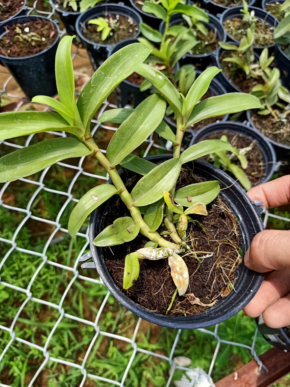 Phi điệp Hồng Trời Đánh gieo hạt Chậu 52