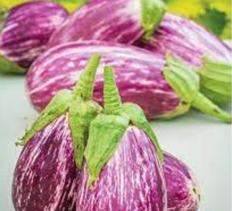 Hạt giống Cà Tím sọc