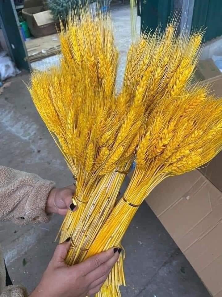 [Bó 100 Bông]Bông Lúa Mạch Vàng Khô Decor Trang Trí Set 100 Bông