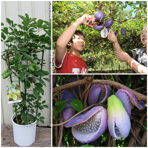 Hạt giống nho Akebi - Gói 3 hạt