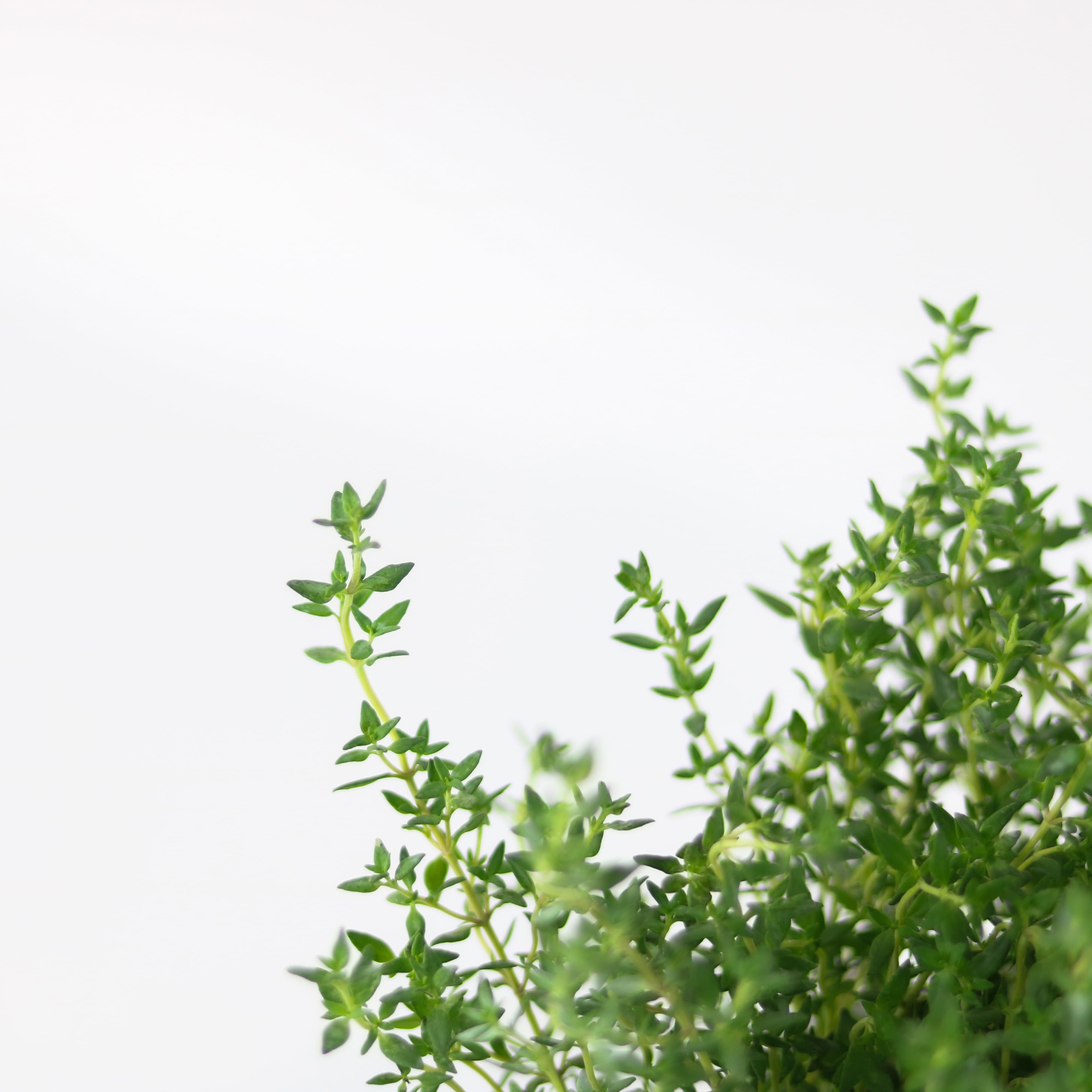 Cây gia vị | Cây xạ hương | Thyme