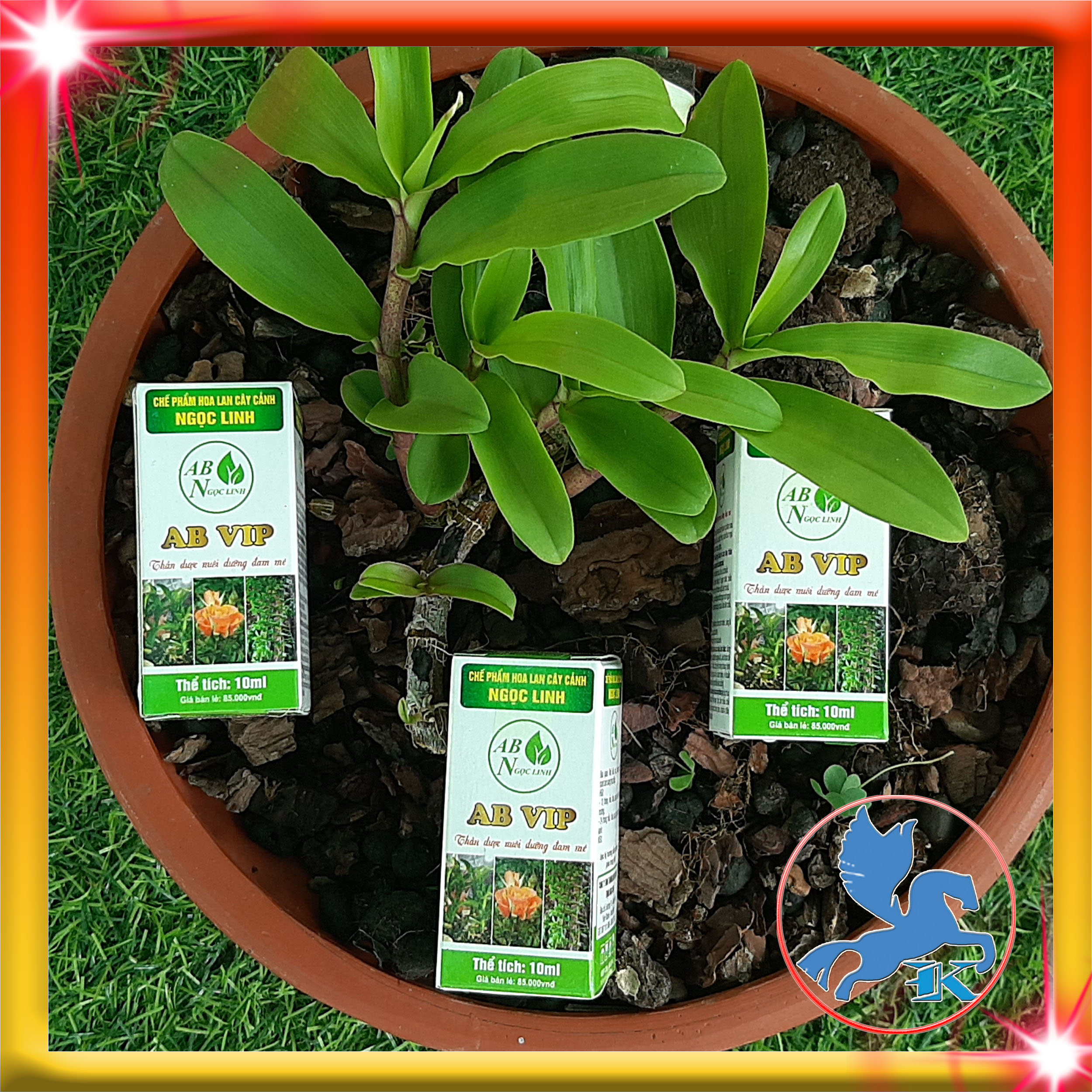 Chế Phẩm Ngọc Linh AB 10ml | Hỗ trợ phân bào cho Phong Lan