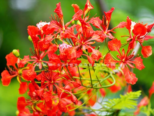 Cây giống phượng vĩ hoa đỏ