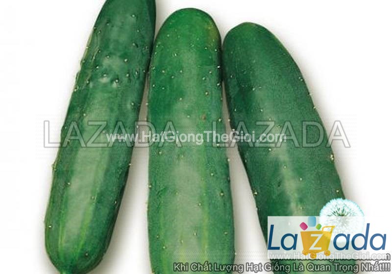 10h Hạt Giống Dưa Chuột Nhật Ít Hạt TG182 (A2.203| B46*X52*M220)