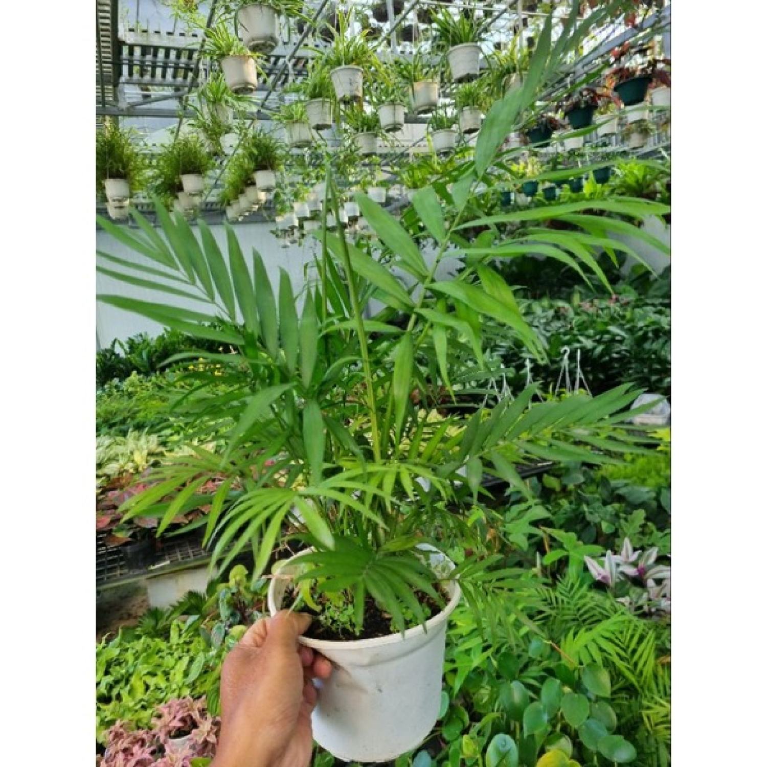 Cây cau tiểu châm (chậu nhiều thân)