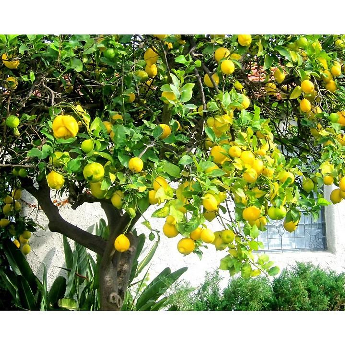 CÂY GIỐNG CÂY CHANH VÀNG KHÔNG HẠT ÚC
