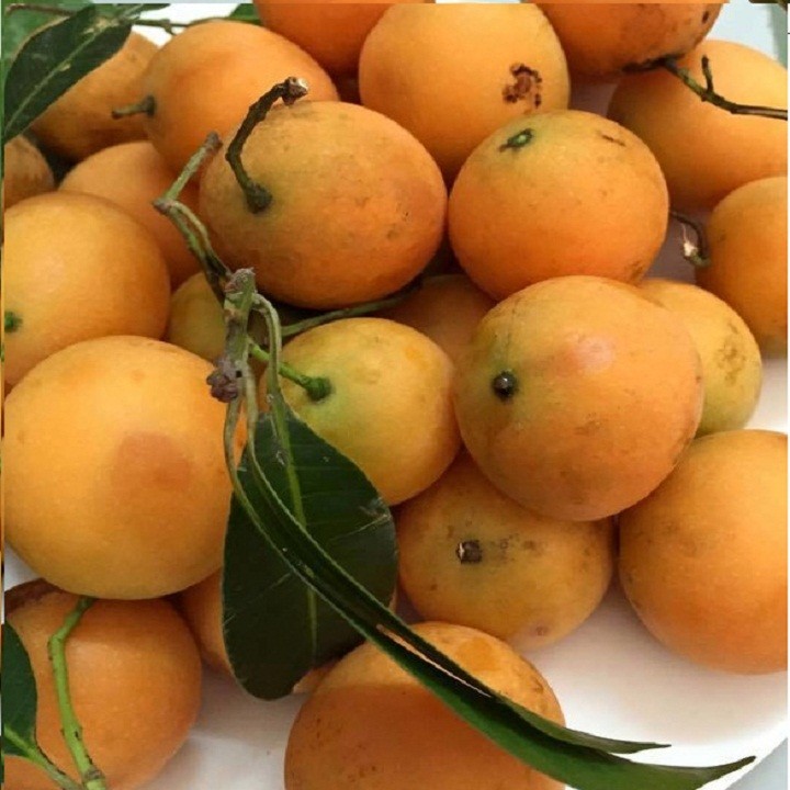 Cây giống Thanh trà ngọt - C087