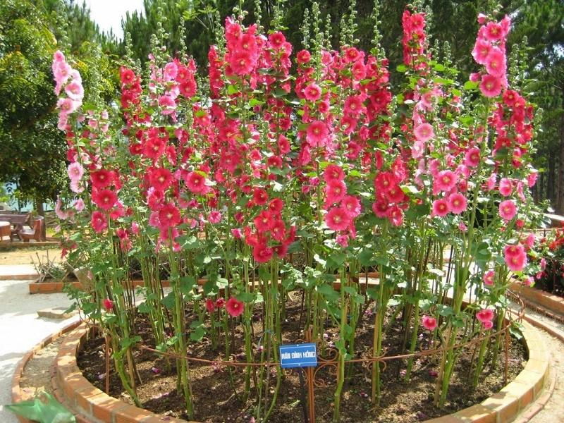 Hạt giống hoa Mãn đình hồng +tặng gói hạt giống ngẫu nhiên